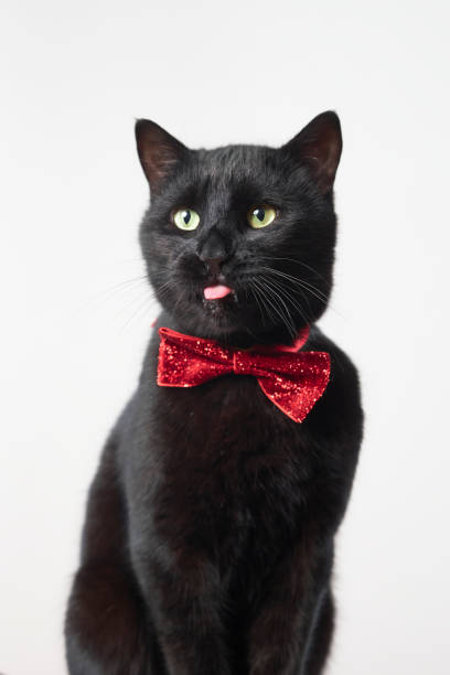istock photo series of black cat with red bow tie with different expressions 2201676632