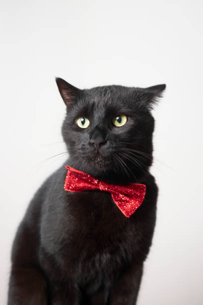 istock photo series of black cat with red bow tie with different expressions 2201676809