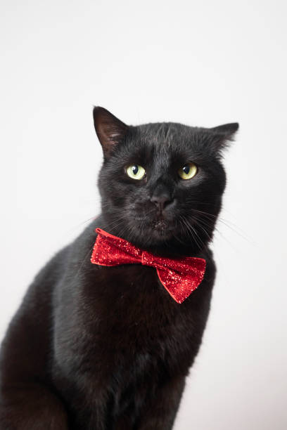 istock photo series of black cat with red bow tie with different expressions 2201676833