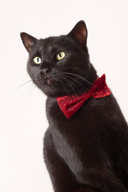 istock photo series of black cat with red bow tie with different expressions 2201677105