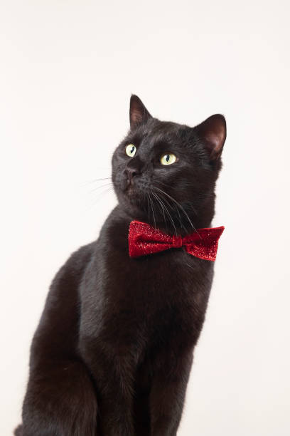 istock photo series of black cat with red bow tie with different expressions 2201677132