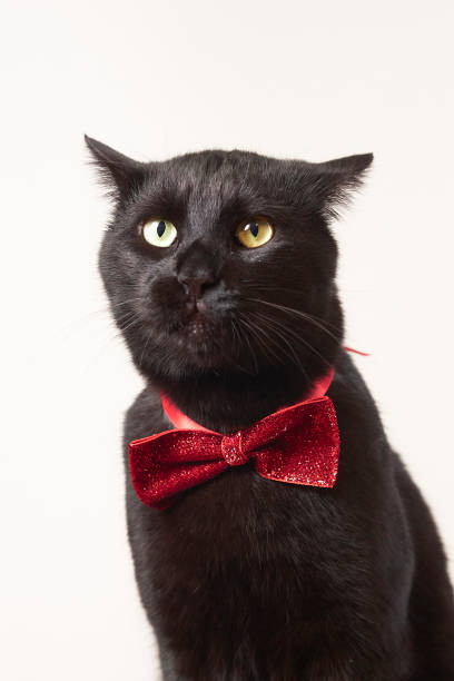 istock photo series of black cat with red bow tie with different expressions 2201677313