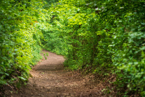 istock Trail at Lake Michigan's Indiana Dunes National Park 2201679715