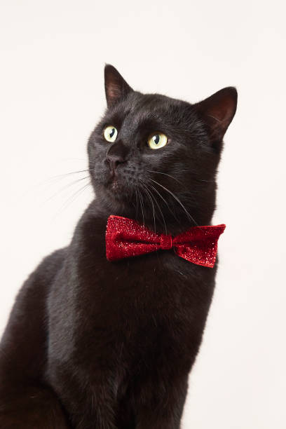 istock photo series of black cat with red bow tie with different expressions 2201680793