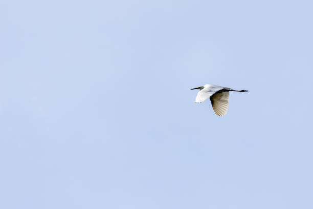 istock A great egret soars through the sky with its wings spread wide. The background is a soft blue sky with scattered white clouds, highlighting the elegance and grace of the bird in flight. 2201681882