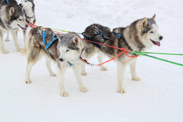 istock Two husky dogs are pulling a sled in the snow 2201682736