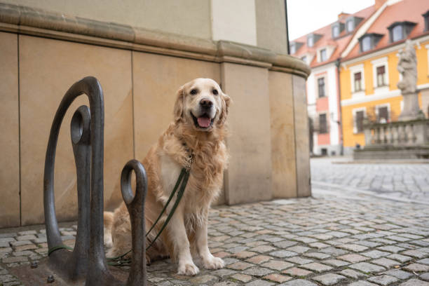 Golden Retriever Dog On A Leash Awaits Its Owner