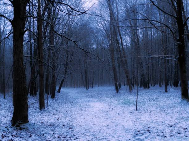 istock Dark winter forest in the evening. Snow in the forest at dusk. 2201686554
