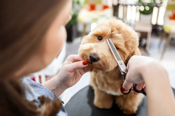 istock Dog Being Groomed at a Salon 2201688873