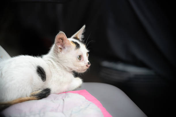 A sweet little white and black kitten lying down and looking at the camera. Dark blurry background