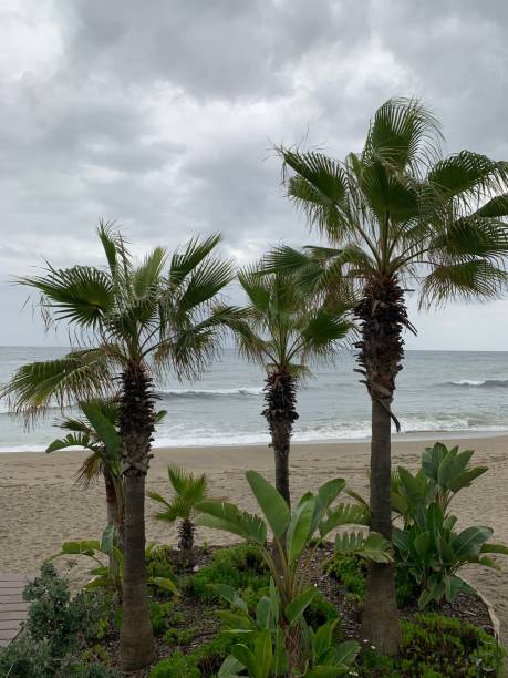 istock Autumn beach landscape in Marbella, Spain, with palm trees, lush greenery, sandy shore, ocean waves, and a cloudy sky. Peaceful coastal scenery and perfect vacation spot. 2201689043