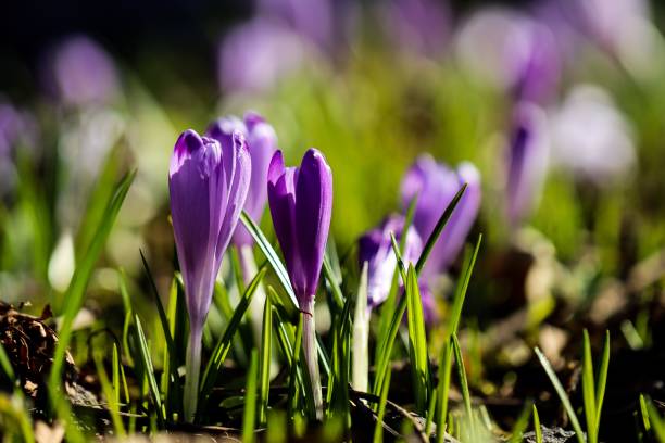 istock Vibrant Purple Crocus Flowers in Sunlit Meadow 2201689759
