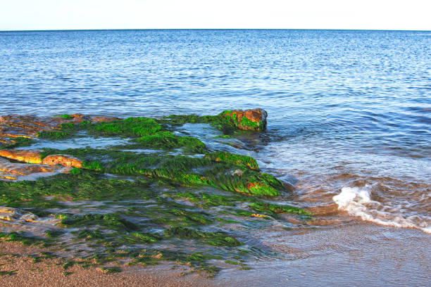 Rocks by the Baltic sea covered with thick green seaweed.