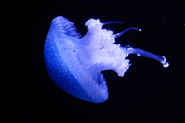 istock Blue Jellyfish in Dark Ocean 2201689982