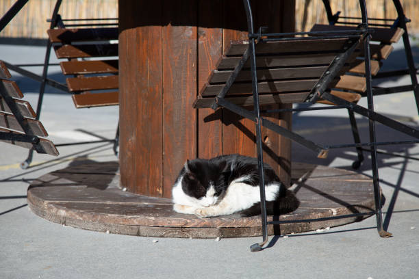 A lovely black and white domestic shorthaired cat is peacefully sleeping underneath a sturdy wooden table in the cozy room