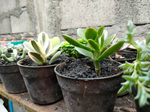 istock Jade Plant Verigata - Succulent Garden 2201690654