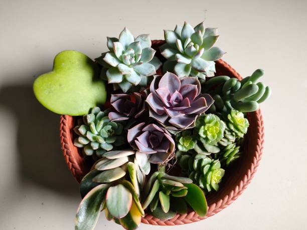A collection of succulents of various types in one container is seen. There are types of succulents sederevia rolly, echeveria purple pearl, hoya kerri love, sedeveria harry butterfield and jade plant. A collection of succulents in a container ready to be arranged into a bouquet or planted as terrarium ornamental plants