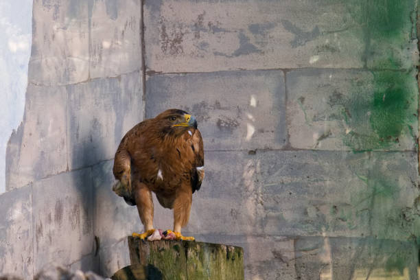 golden eagle bird in a mini zoo against the background of a wall
