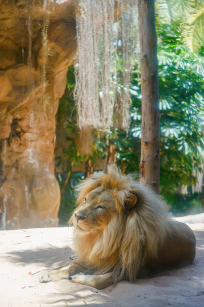 istock A big majestic relaxed lion with full mane lying on the ground 2201692161
