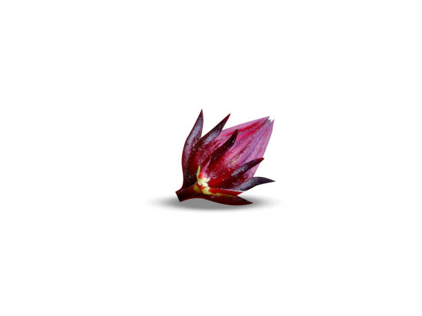 istock Hibiscus sabdariffa or Roselle fruits 2201692922