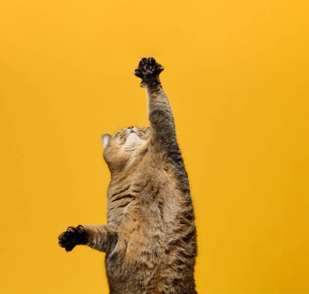 A curious tabby cat captured in a standing position with paws raised, as if reaching or playing. Yellow background