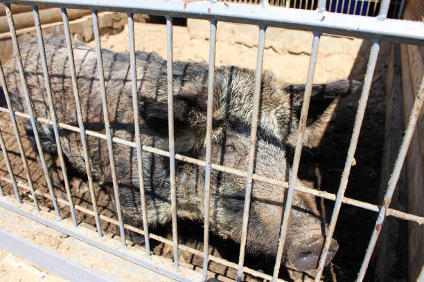 wild boar, pig, nature, zoo, beauty, wool, snout, tail, wildlife, prison, animals, cute, brown, head