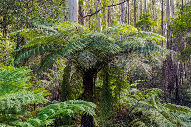 Lush green tree ferns in Victoria's Bunyip State Forest in summer: cyathea australis (Rough tree fern). It's a sizzling hot summer in southern Australia but deep inside the mountain ash forests it is cooler with lush foliage a flowing streams