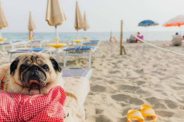 Portrait of beautiful pug sleeping on the lounge chair at sand beach by crystal blue sea in Puglia, South Italy