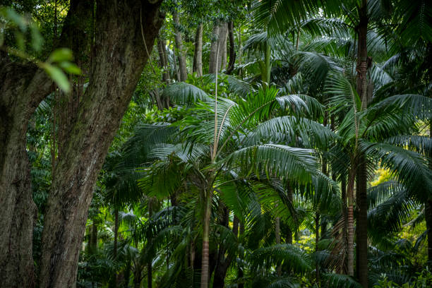 istock Lush green vegetation. Jungle background. 2201695323