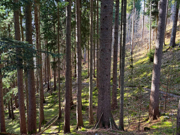 istock Natural growing Trees on a hike in a forest in Bavaria, Germany 2201695355