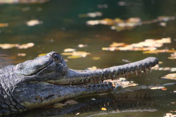 istock Gharial in natural habitat 2201696003