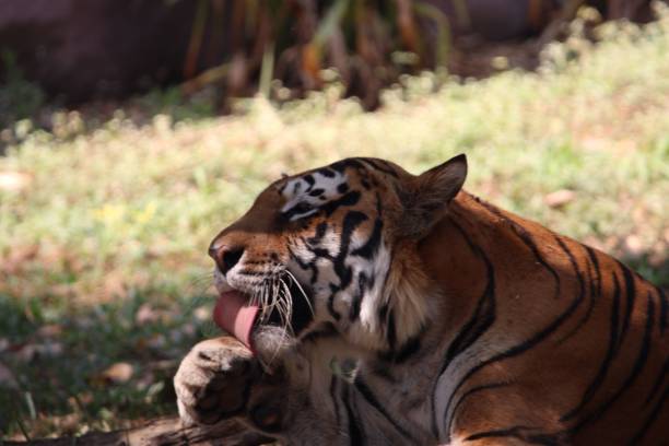 istock Tiger grooming in natural habitat 2201696020