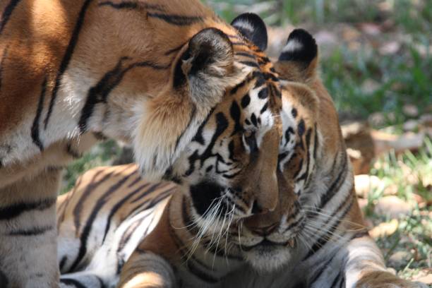 istock Affectionate Bengal Tigers in Natural Habitat 2201696024
