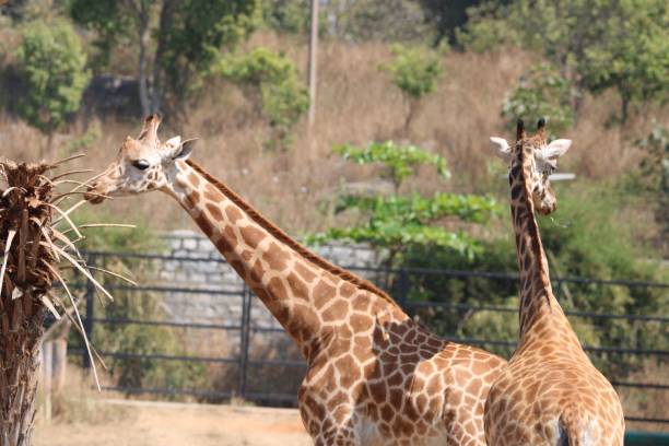 istock Giraffes in natural habitat 2201696026