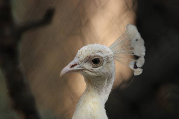 istock Close-up of a white peacock with elegant feather details. 2201696073