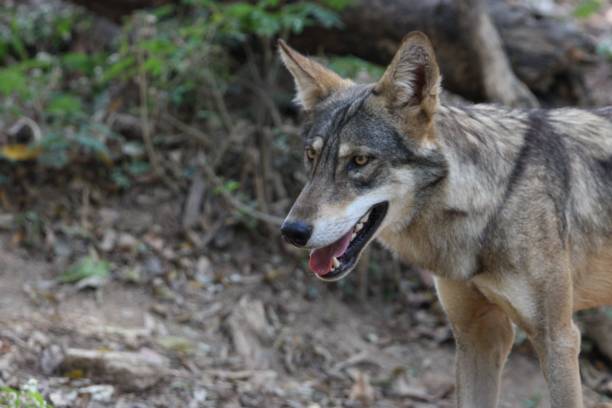 istock Close-up of a wild wolf in the forest. 2201696078