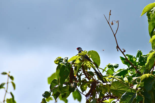 istock Small Bird on Branch in Aberdare Forest 2201697669