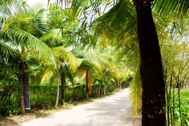istock Coconut tree lined street tunnel along concrete pathway leading to lush greenery tropical fruit orchard and ecotourism local community, environmental and conservation travel in Can Tho, Vietnam 2201697969