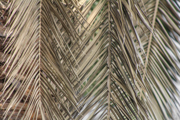 Palm leaf background. Foliage pattern. Dry leaves. Beige neutral natural color. Summer holiday in nature