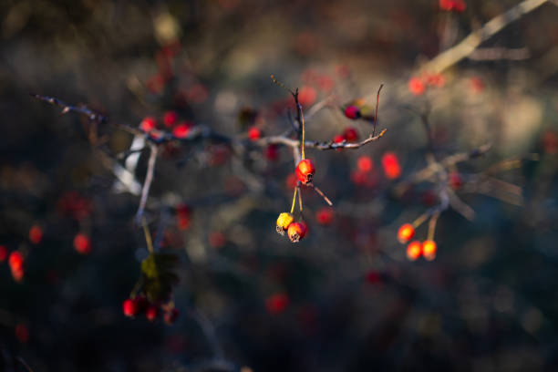 A bush with small red berries sways gently in the breeze. The blurred background highlights the natural beauty of the berries and branches, evoking a serene autumn atmosphere.