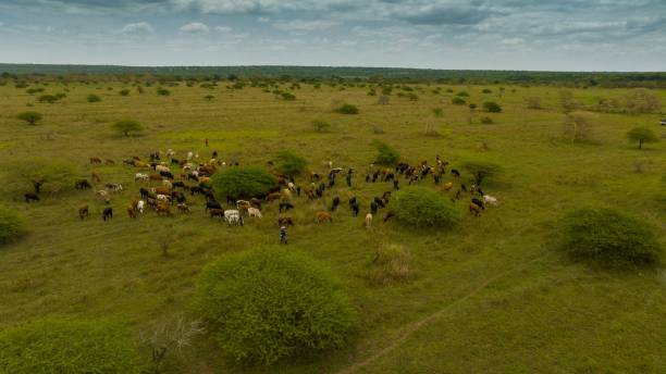istock Aerial view of cattle grazing in savannah. 2201703376