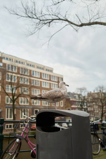 Seagull perched on a public trash can in amsterdam, netherlands, with typical dutch buildings and bicycles in the background
