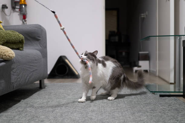 istock Playful cat biting a rope toy in a modern apartment 2201707586