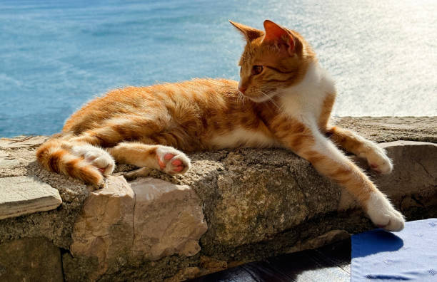 istock Ginger kitty relaxing on sea shore at summer day 2201710896