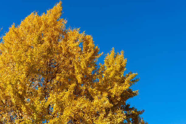Yellow color of Ginkgo tree with the clear blue sky background