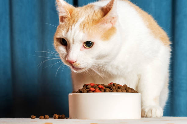 istock Cute white and orange cat eats crispy cat's food on a blue background 2201713381