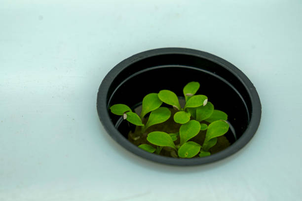 In an industrial greenhouse, a worker grows microgreens.