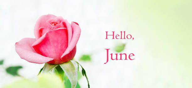 istock WIde banner with inscription Hello June and pink rose 2201713948