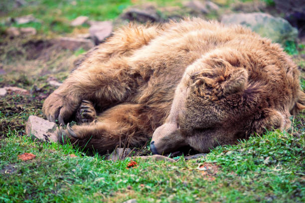 Berne, Switzerland - April 11, 2023: A brown bear walks through the enclosure in the bear pit. The „Bärengraben“ in Berne is a tourist attraction in the old town and has been expanded into a bear park for species-appropriate animal husbandry.