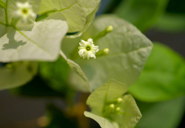 Macro photo of white bougainvillea flower in the garden